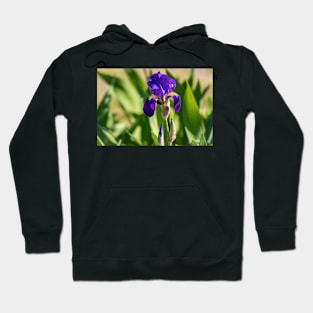 Purple Bearded Beauty Hoodie